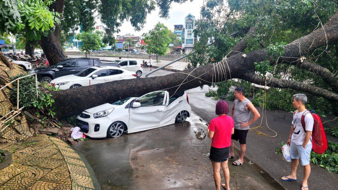 Cây xà cừ cao gần 30 m đổ đè bẹp ôtô 5 chỗ, sáng 9/6. Ảnh: Lê Tân