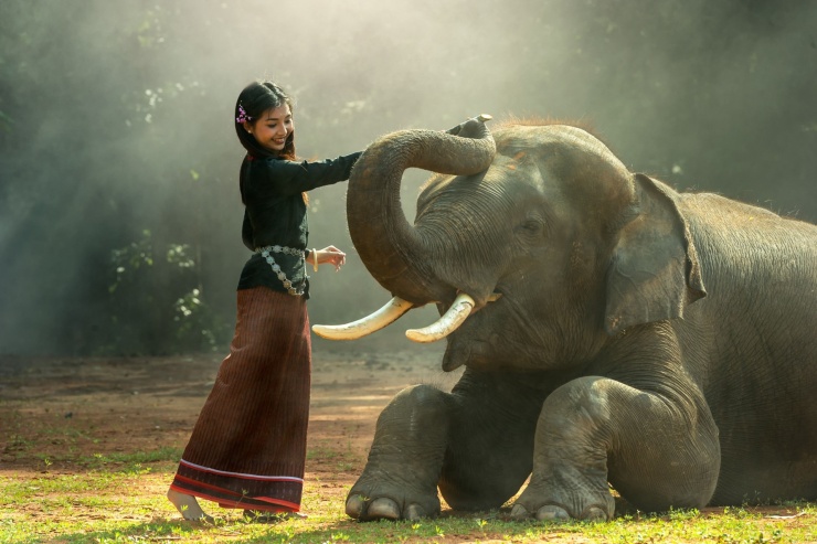 Nếu yêu thích thiên nhiên và động vật, Elephant Valley Project là điểm đến mà bạn không nên&nbsp;bỏ qua. Ảnh: pixabay.