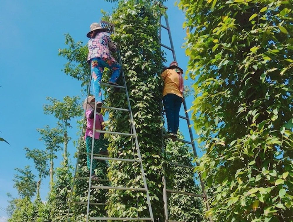 Giá hồ tiêu xuất khẩu của Việt Nam trong tháng 5-2024 tăng tới 45% so với cùng kỳ năm ngoái. Ảnh: QH