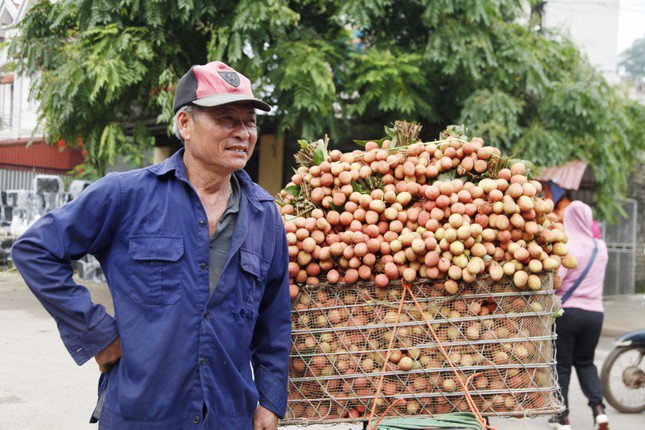 Nông dân Bắc Giang phấn khởi vì vải thiều bán được giá cao. Ảnh: Nguyễn Thắng.