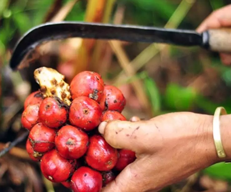 &nbsp;Trước đây cây thảo quả mọc dại, giờ đây khi nhiều người ưa chuộng, người dân vùng cao đã mở rộng mô hình trồng thảo quả bán ra thị trường.&nbsp;
