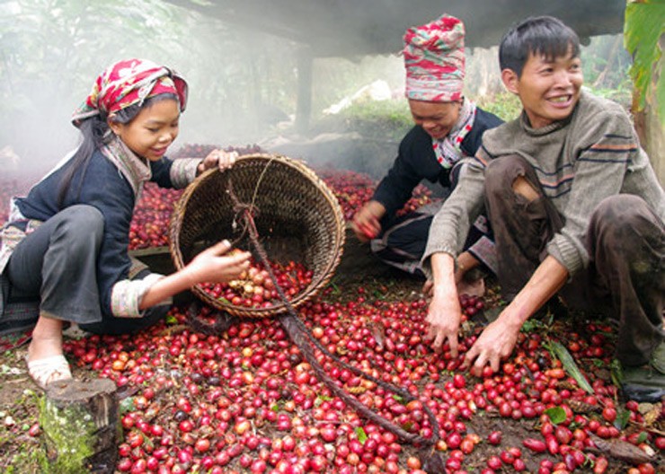 Một điều đặc biệt của cây thảo quả là cả hoa và quả đều mọc từ gốc chứ không phải mọc ở trên thân, hay trên cành như các loại cây cho thu hoạch quả khác.&nbsp;
