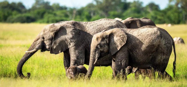 Những con voi đồng cỏ châu Phi. (Ảnh: ifaw)