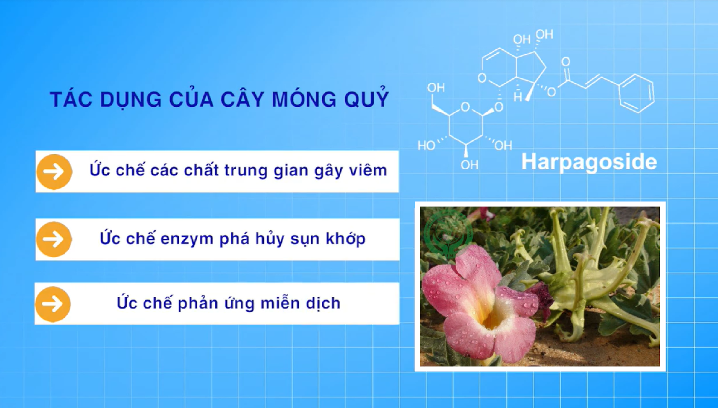 Tìm hiểu về cây móng quỷ - “khắc tinh” của đau nhức xương khớp  - 2