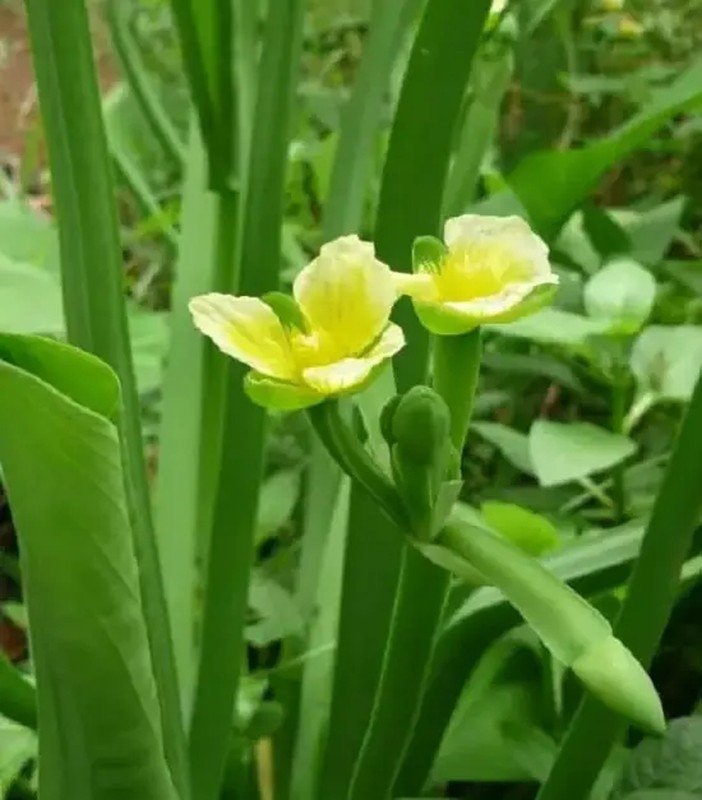 Kèo nèo là loại rau dân dã, từng bị coi là cỏ dại ở miền Tây Nam Bộ. Rau có lá hình tim nhọn, cuống màu xanh đậm, vỏ bọc bên ngoài và hệ gân song song. Ảnh: Dân Việt