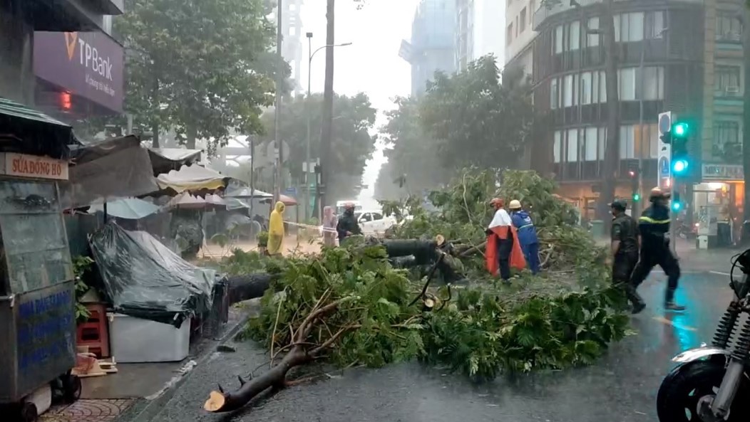 Mưa lớn khiến cây lim xẹt cao khoảng 8 m ở góc đường Phó Đức Chính - Nguyễn Thái Bình (quận 1) bật gốc chắn ngang đường.