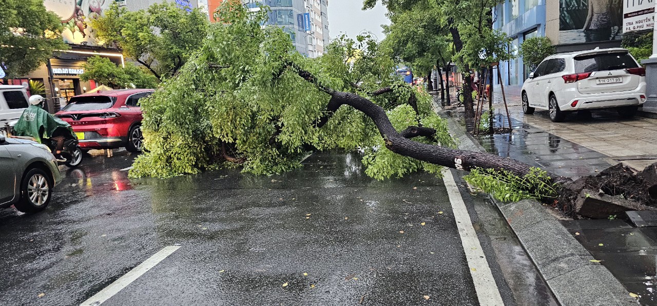 Trên đường Nguyễn Văn Trỗi (quận Phú Nhuận), một cây xanh cũng bị bật gốc ra đường khiến việc lưu thông qua khu vực bị ùn tắc. May mắn thời điểm cây bật gốc, nhiều người đi xe máy vừa chạy qua nên thoát nạn.