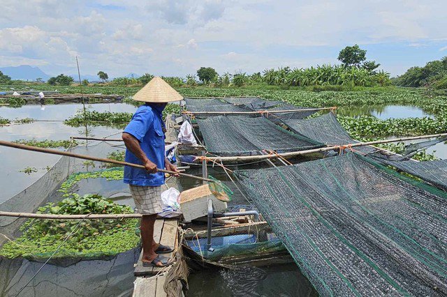 Người nuôi méo mặt vì cá chết đột ngột gây thiệt hại nặng