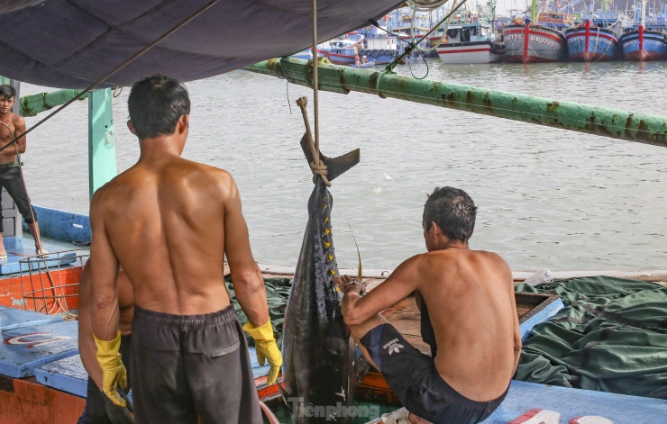 Ngư dân mở hầm tàu, kéo cá đưa lên bờ bán cho thương lái. Ảnh: Trương Định.