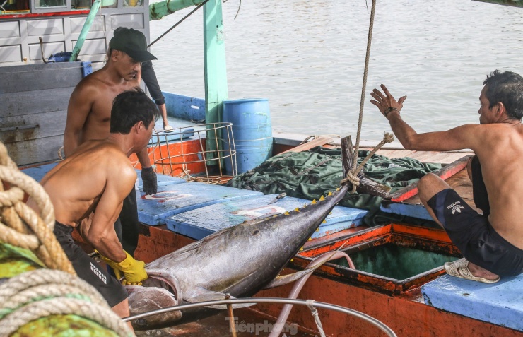 Xem ngư dân xuất bán cá ngừ 40-50 kg vừa đánh bắt từ Trường Sa - 4