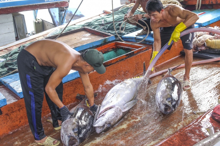 Sau chuyến biển hơn 20 ngày đánh bắt ở vùng biển Trường Sa, tàu BĐ-97665-TS ở thị xã Hoài Nhơn (Bình Định) mang về 33 con cá ngừ đại dương. Cá được ngư dân bảo quản với đá lạnh rất kỹ, nên giữ được chất lượng tốt. Ảnh: Trương Định.