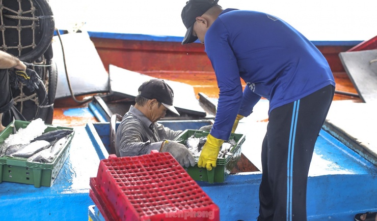 Tại Cảng cá Quy Nhơn, mỗi ngày nhiều tàu cá ngư dân trong tỉnh tấp nập cập cảng để xuất bán cá ngừ sọc dưa. Ảnh: Trương Định.