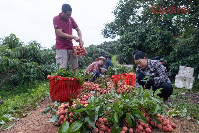 Năm nay, vườn vải của gia đình ông Ngô Văn Hùng (Cầu Dền, Thanh Hải, Lục Ngạn) thu hoạch chỉ bằng một phần rất ít so với những năm trước. Ảnh: Như Quỳnh.