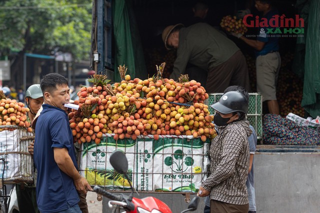 Năm nay, thương lái Trung Quốc tìm mua vải mã đẹp với giá cao ngất ngưởng, dao động từ 40.000 - 55.000 đồng/kg tuỳ loại. Ảnh: Như Quỳnh.