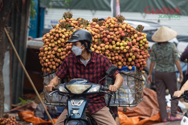 Có được xe vải như thế này người dân phải gom, bẻ từ rất nhiều cây khác nhau không như năm trước một cây đã dư cả xe tương tự như thế này. Ảnh: Như Quỳnh.