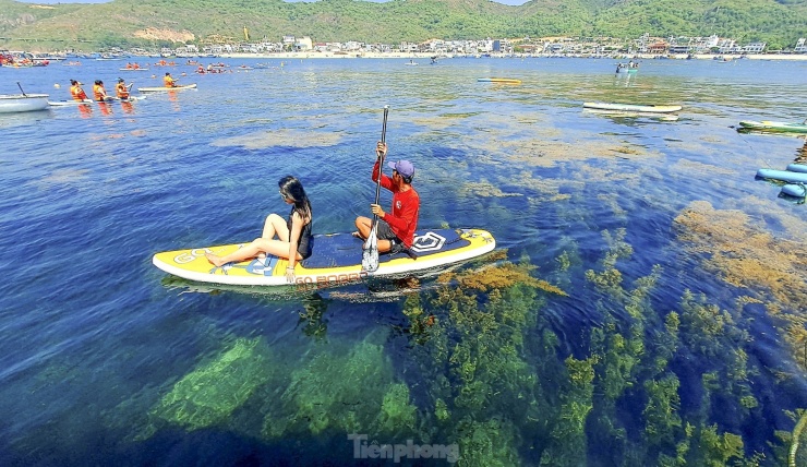 Du khách trải nghiệm chèo sup nhìn ngắm rong mơ. Ảnh: Trương Định.