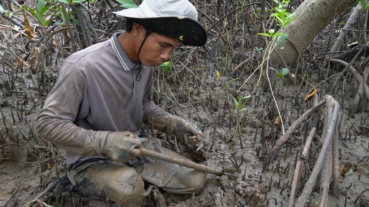 Để bắt được loài này, người bắt phải tranh thủ lúc nước ròng (nước xuống), khi bãi bùn trơ lên và miệng hang lộ ra. Nhìn theo mặt đất, chỗ nào có phù sa thì chem chép sinh sản được, còn chỗ nào không có phù sa, rong rêu đóng là không có chem chép.