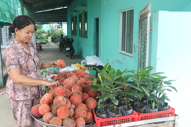 Cây hồng nhung dễ trồng, không kén đất, từ 3-4 năm sau khi trồng sẽ có trái. Đặc biệt, cây cho trái quanh năm, mùa thuận rơi vào tháng 5 đến tháng 11 hàng năm. Đối với cây lớn, tán rộng, đậu trái nhiều có thể đạt năng suất từ 50-100kg.
