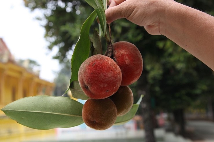 Trái hồng nhung khi chín giống hệt trái đào, bên ngoài có phủ một lớp lông tơ mịn như nhung. Nhiều người ở miền Bắc có thể chưa thấy loại trái lạ này bao giờ.
