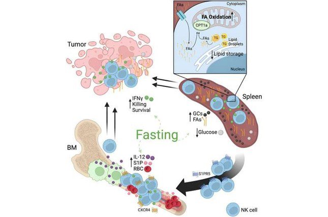 Minh họa giai đoạn nhịn ăn sẽ lập trình lại các tế bào tiêu diệt tự nhiên của hệ thống miễn dịch để chống lại ung thư tốt hơn.