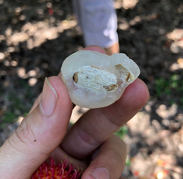 Chôm chôm ngon cùi có màu trắng đục, nhìn căng mọng nước và có mùi thơm đặc trưng. Nếu thấy cùi quả có màu vàng đục, rỉ nước khi bóc vỏ hay có mùi khác thường thì chôm chôm đó đã quá chín, đã hỏng hoặc để lâu không còn tươi ngon và đạt độ giòn, tróc như ý.