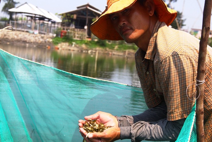 Mùa cá rò chỉ kéo dài khoảng 1 tháng, ngư dân có thể kiếm được nửa triệu đồng/ngày từ loài cá này.&nbsp;
