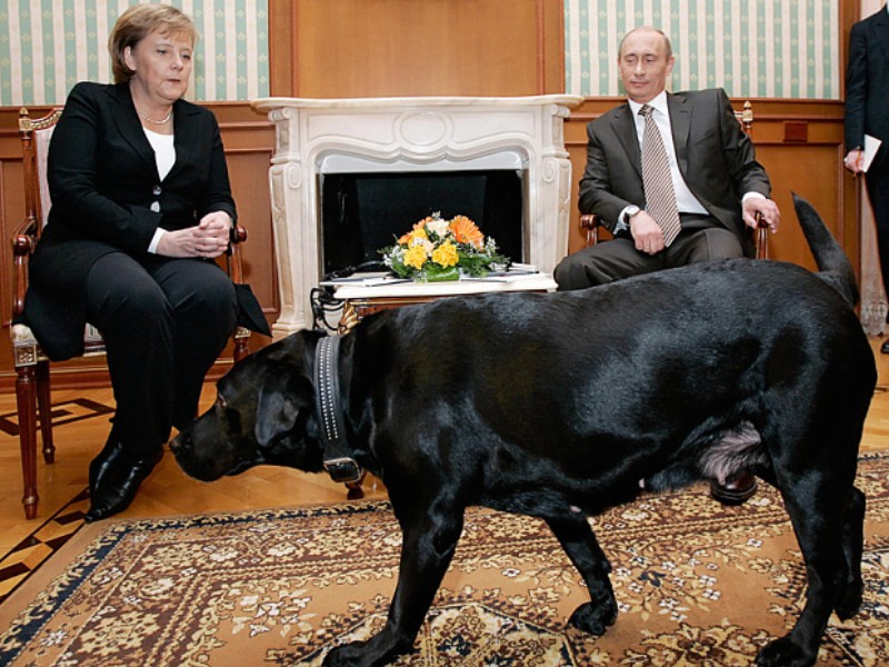 Chú chó Connie của ông Putin (ảnh: TASS)
