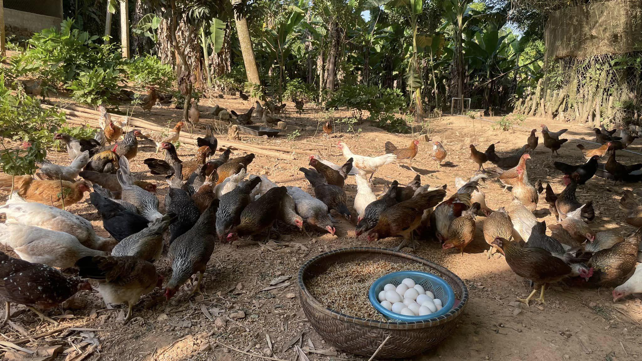 Hiện, anh liên kết với 50 hộ dân nuôi gà vi sinh - chăn thả tự nhiên.