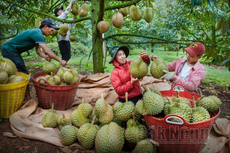 Sầu riêng nước ta đang bước vào vụ thu hoạch rộ. Ảnh: Báo Đắk Nông