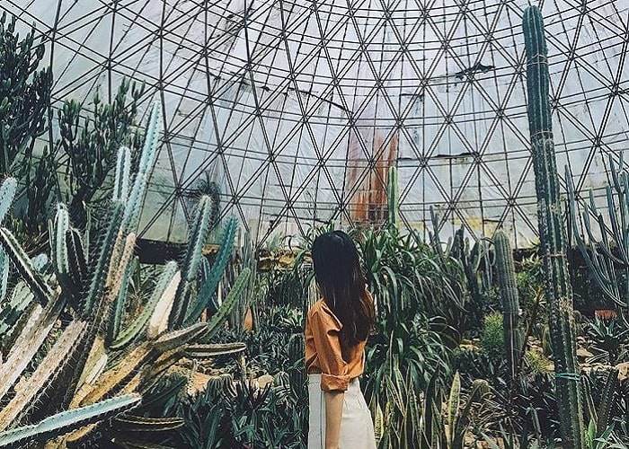 Vẻ đẹp khó cưỡng của xương rồng.