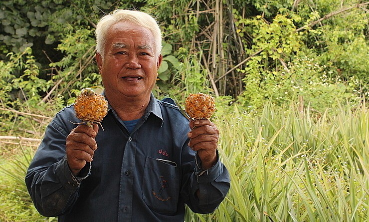 Thoạt nhìn trái dứa nhỏ xíu, màu vàng tươi không khác gì dứa Việt Nam,&nbsp;khi ăn thấy rất ngọt, khá giòn tuy nhiên không có mùi thơm đặc trưng.
