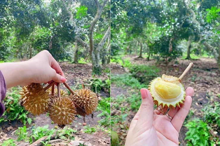 Tuy nhiên, những rái sầu riêng mini Thái Lan thì lại đang &#34;làm mưa làm gió&#34; ở thị trường Việt Nam.
