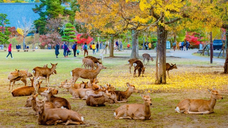 Công viên Nara được mệnh danh là "thánh địa của hươu". Ảnh: AroundJapan