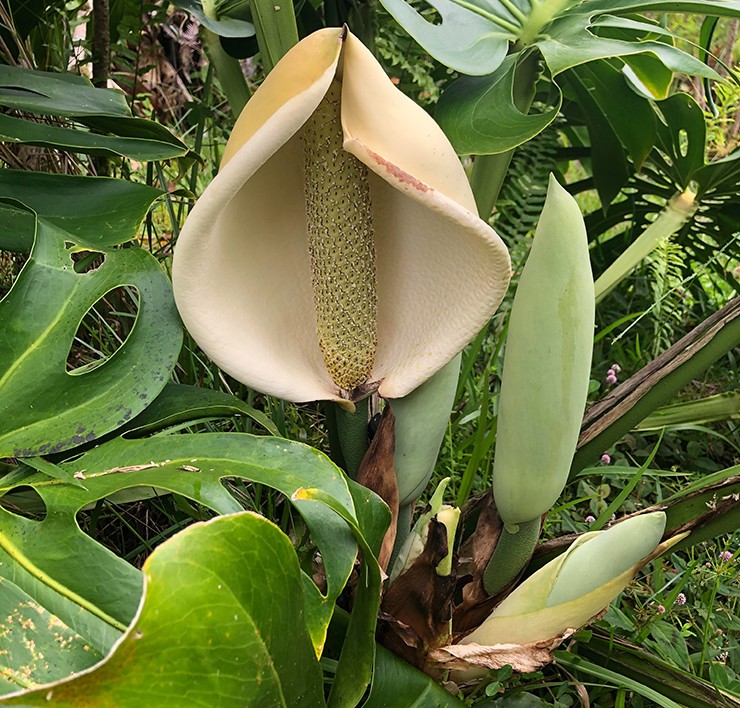 Monstera deliciosa có nguồn gốc từ các khu rừng nhiệt đới ở Nam Mexico, Panama, sau đó được đưa sang trồng ở nhiều nơi khác.
