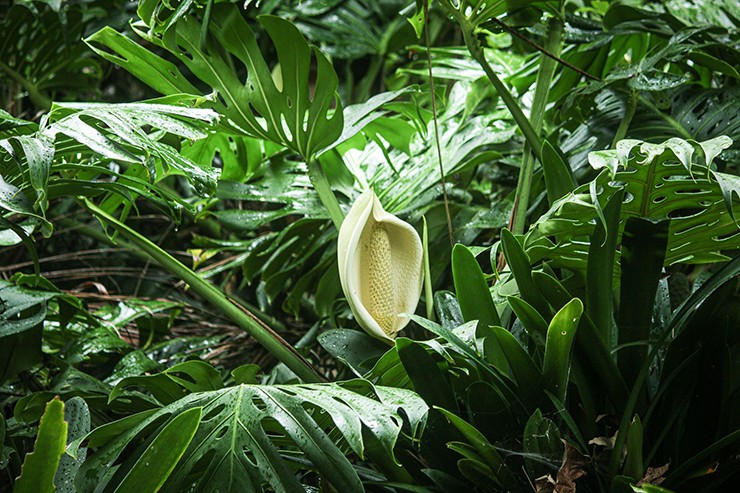 Trong đó, từ &#34;Monstera&#34; có nghĩa là &#34;quái vật&#34;, còn từ &#34;deliciosa&#34; có nghĩa là ngon.&nbsp;
