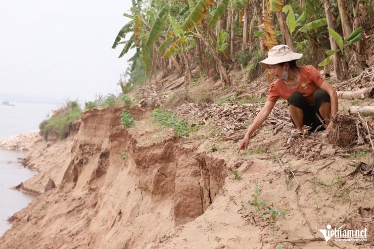 Hàng chục ha đất canh tác nông nghiệp của người dân bị mất trắng do sạt lở bờ sông Đà. Ảnh: Đức Hoàng