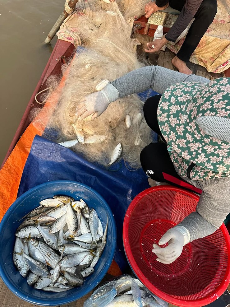 Thịt cá mòi màu trắng, vị bùi, vào mùa sinh sản có trứng, ăn có vị thơm ngậy.
