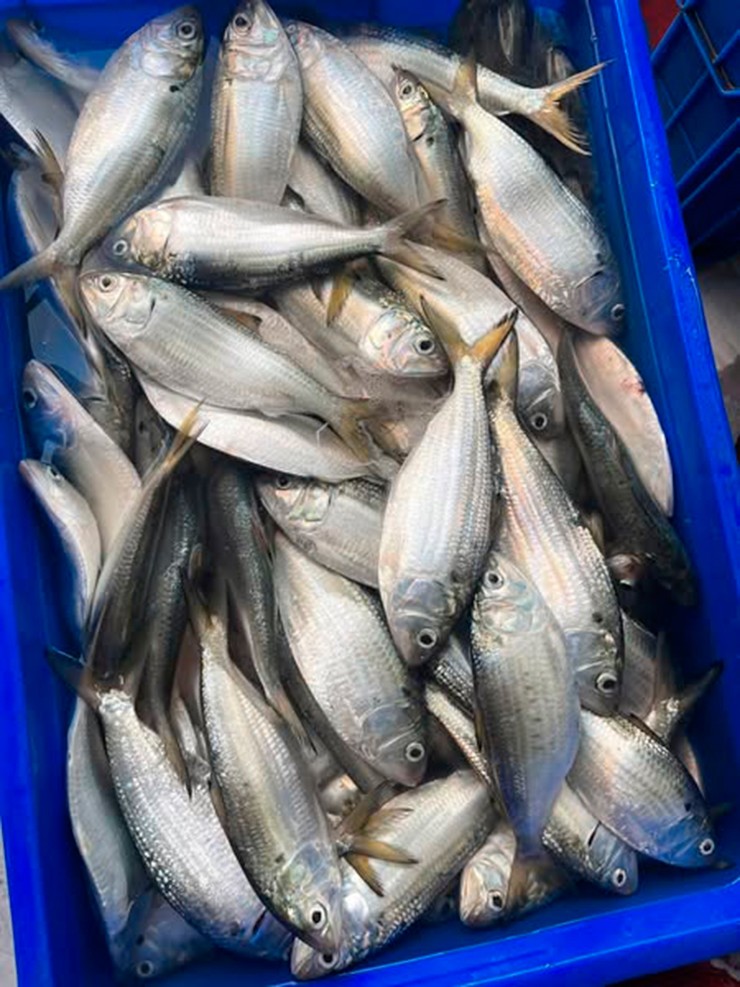 Mùa đánh bắt cá mòi kéo dài khoảng hơn một tháng (từ cuối tháng 2 đến đầu tháng 4 âm lịch) nhưng lại là thời điểm người dân làng chài có thu nhập khá nhất trong năm.
