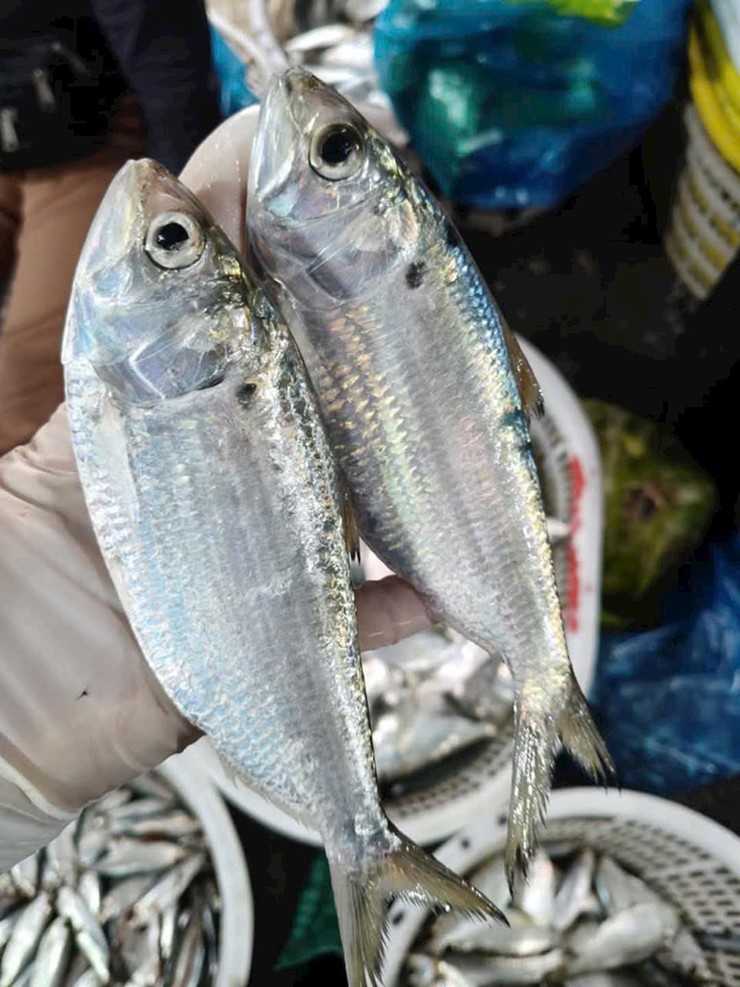 Những tháng khác trong năm vẫn có cá mòi nhưng số lượng không nhiều.&nbsp;
