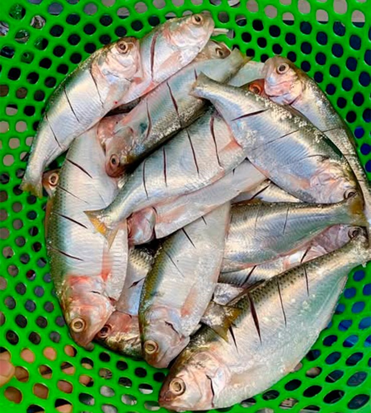 Cá mòi sau khi đánh bắt sẽ được các thương lái đón mua tại bến, nhiều hộ dân cũng tự mình đưa ra các chợ quê để bán.
