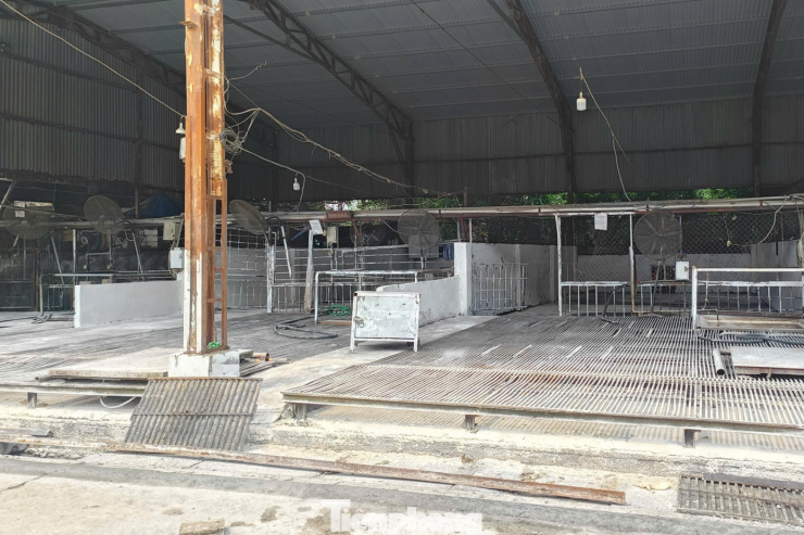 Khu vực giết mổ lợn tại Cơ sở giết mổ gia súc tập trung Vạn Phúc.