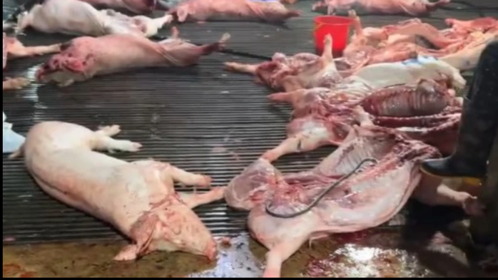 Vụ heo bệnh vào trường học: Công ty CP Dịch vụ suất ăn Công nghiệp Hà Nội nói mình là "nạn nhân"