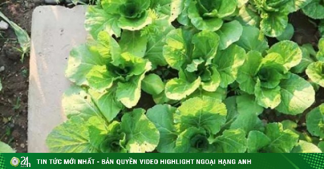 Loại rau xưa mọc đầy vườn chẳng ai ăn, nay được coi như "nhân sâm nhà nghèo" giá chỉ 3.000 đồng/ mớ