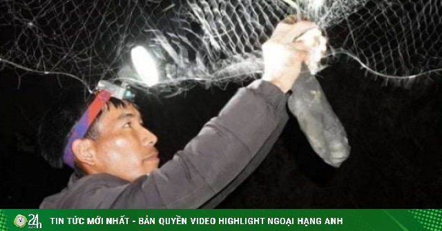 Chập tối đi bắt con vật hoang dã nhìn ghê ghê, làm kiểu này hễ ăn được là mê, ở Quảng Trị, dân bán mớ nào đắt hàng mớ đó