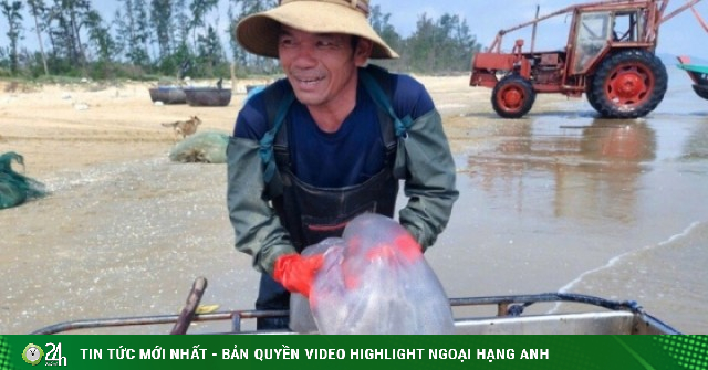 Ngư dân Nghệ An trúng 'lộc biển', mỗi ngày thu tiền triệu