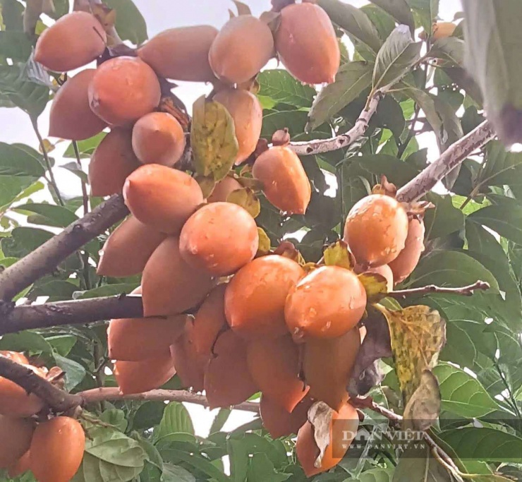 Đức Hoài
