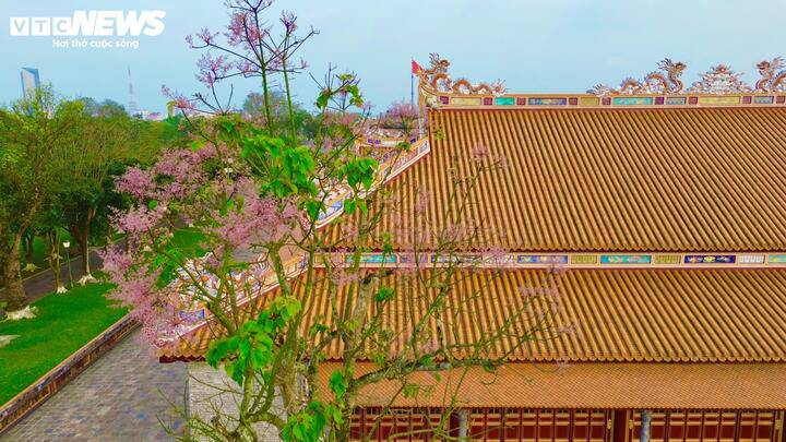 'Vương giả chi hoa' khoe sắc hồng tím trong Hoàng cung Huế - 2