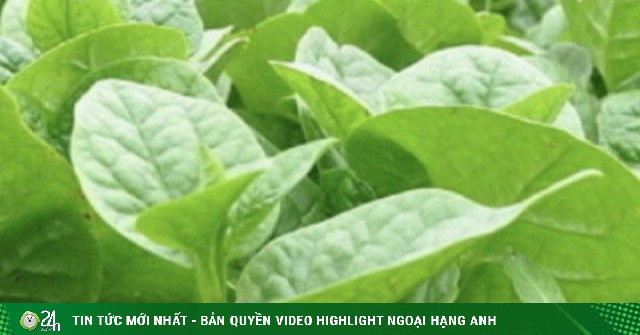 Bị sỏi thận có nên ăn rau mồng tơi không?