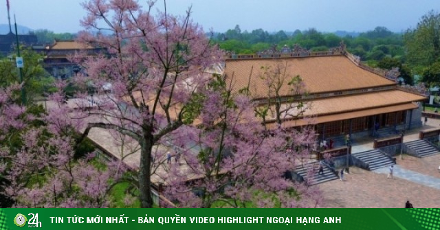 'Vương giả chi hoa' khoe sắc hồng tím trong Hoàng cung Huế
