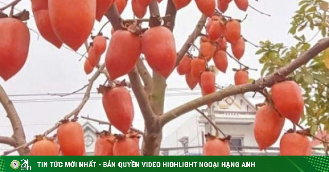 Cây hồng “mọc” quả hồng hình dáng lạ ở Thanh Hóa, đỏ như pháo, gốc như cây cổ thụ, giá trăm triệu vẫn khó mua